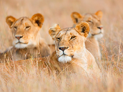 Kenya Safari Bakari